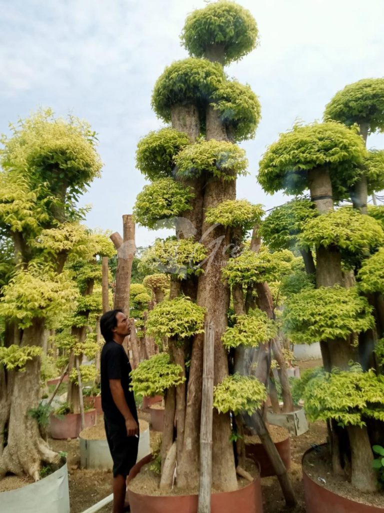 Jual Bonsai Anting Putri