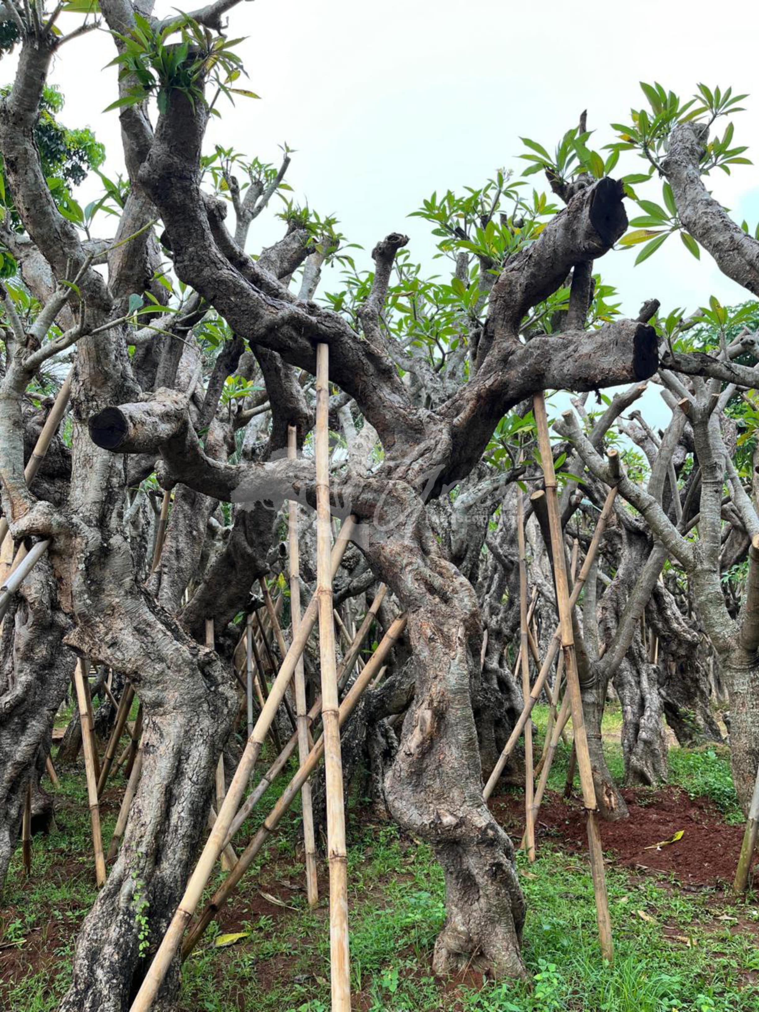 Jual Kamboja Fosil