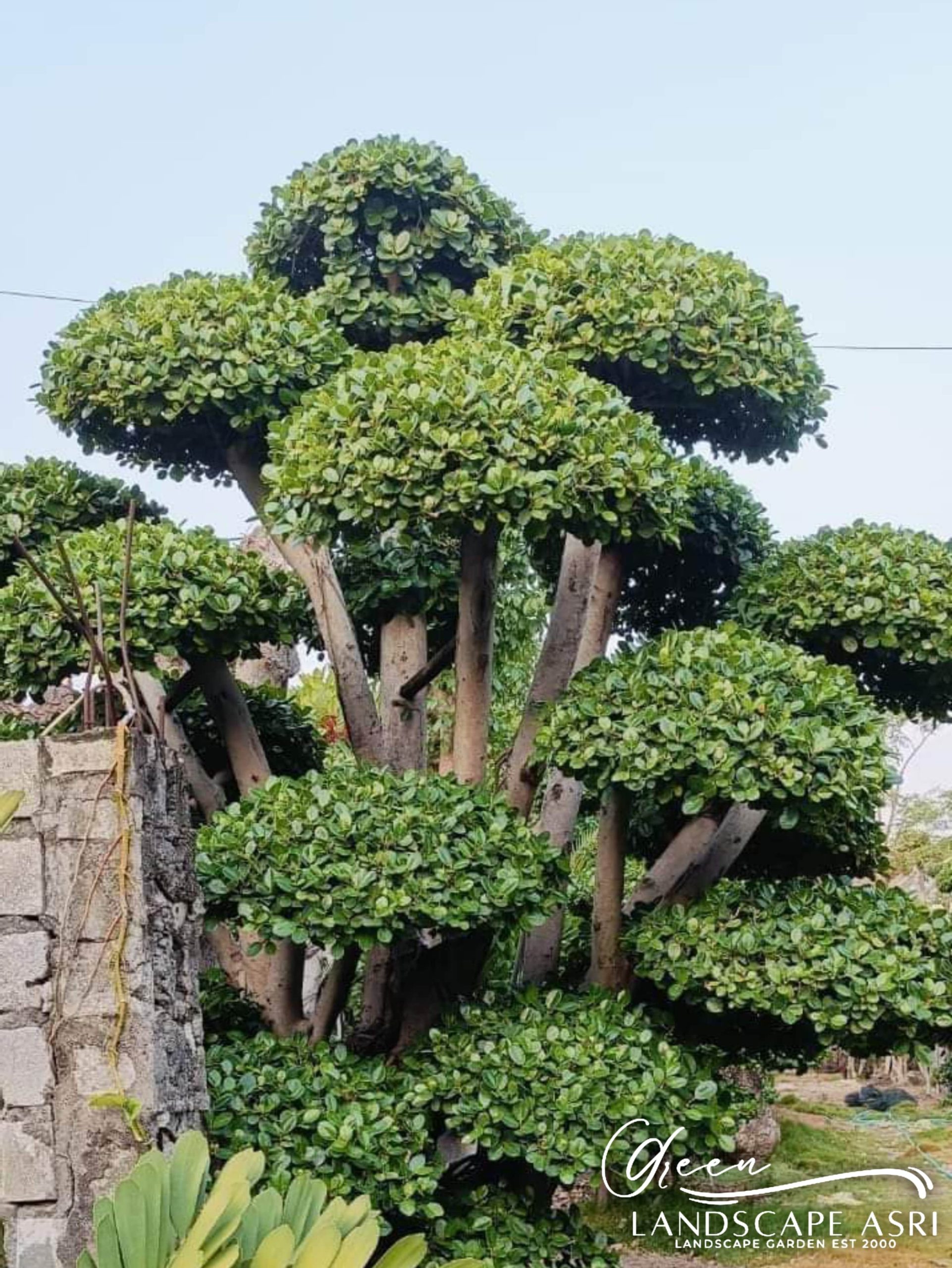 Ibu Meilina Chandra Klien Bonsai Dolar