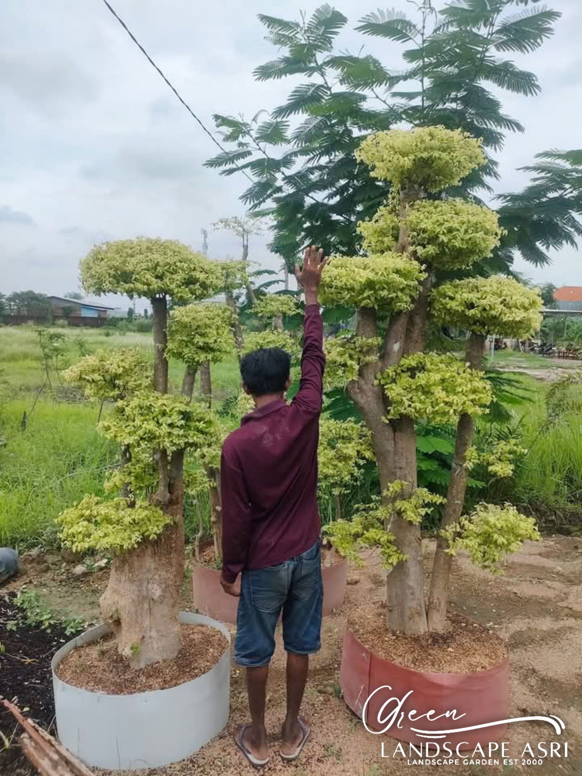 Ibu Susanti Gunawan Klien Bonsai Anting Putri