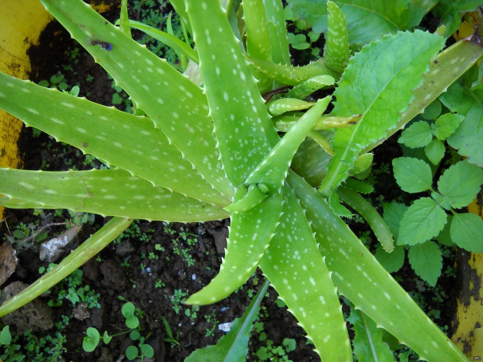 Menjadikan Aloe Vera sebagai Bintang dalam Vertical Garden Modern