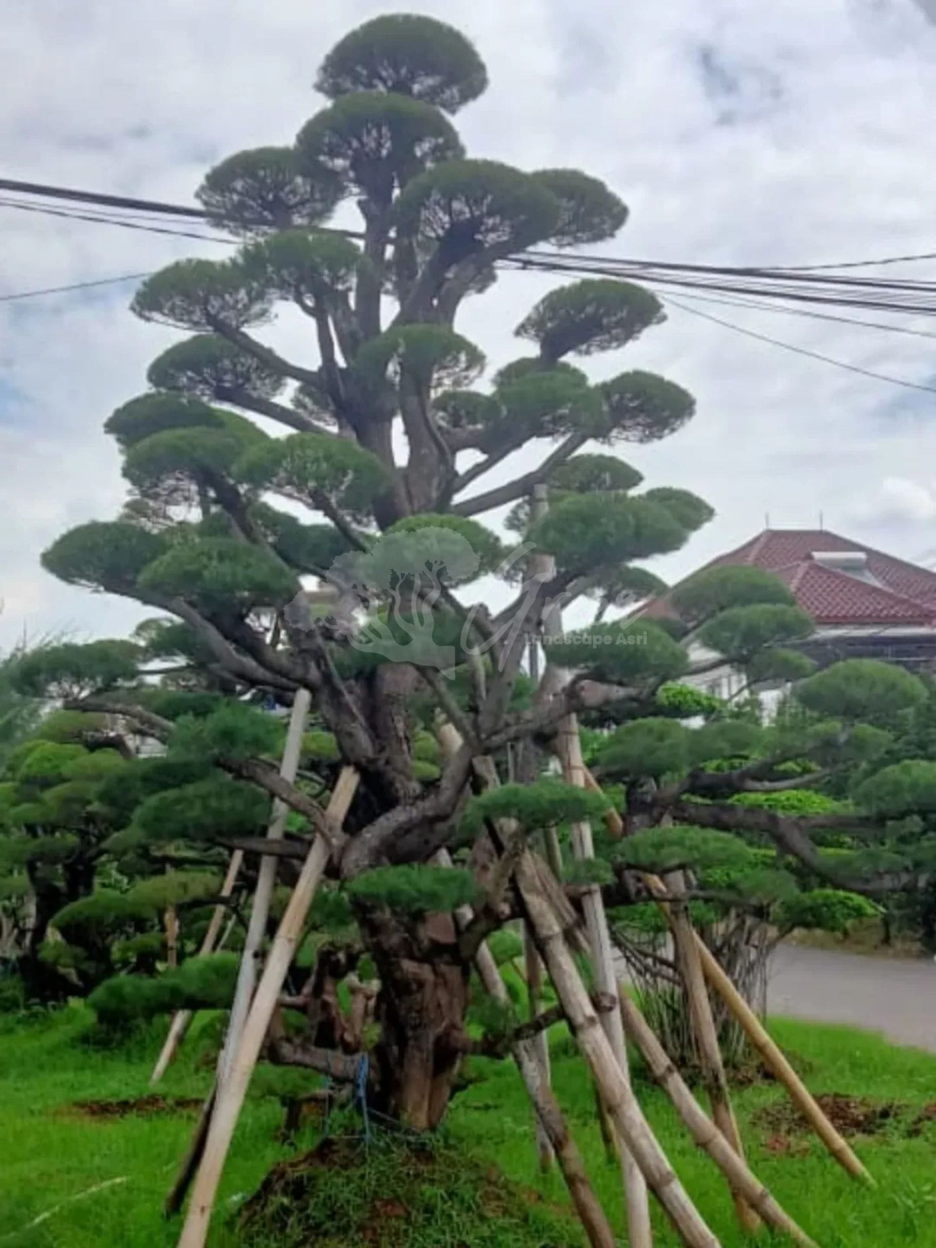 Bonsai Cemara Udang