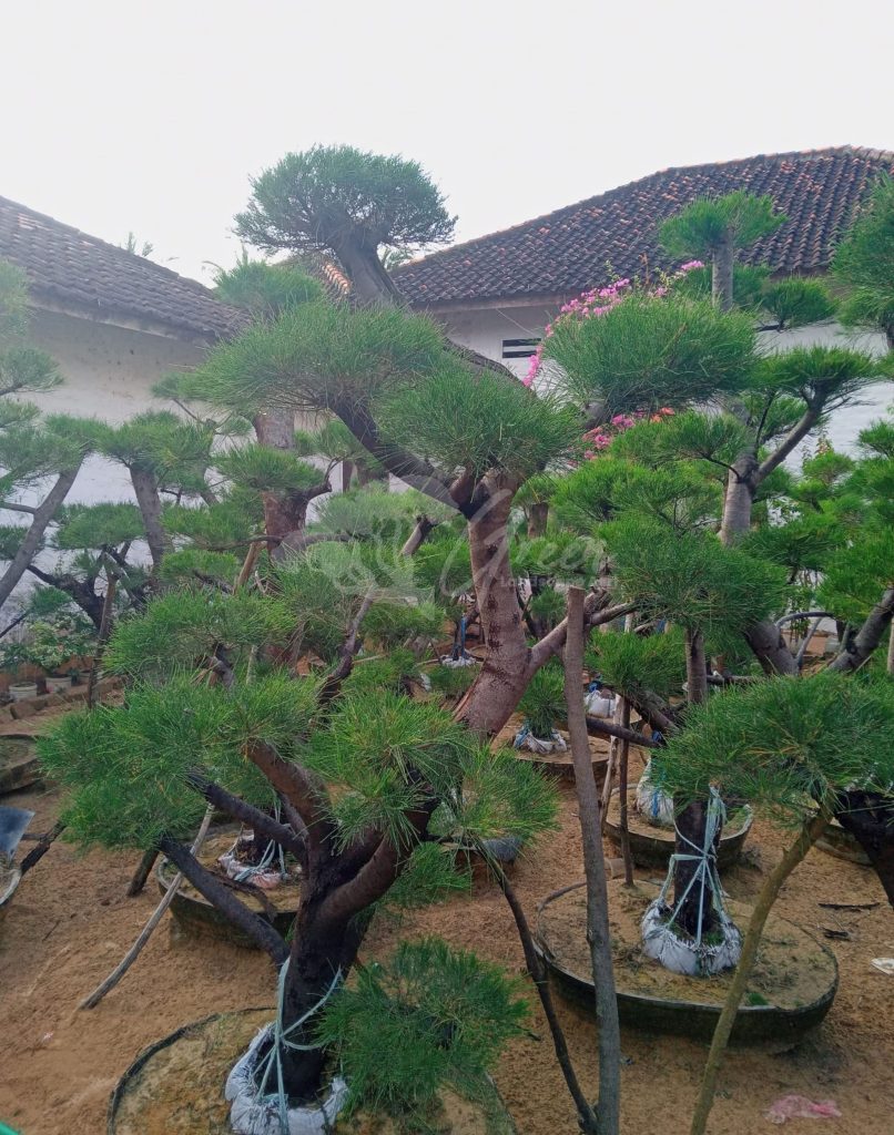 Bonsai Cemara Udang