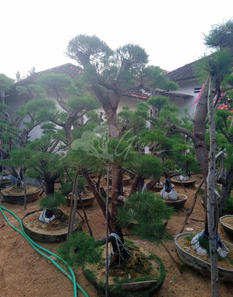 Bonsai Cemara Udang