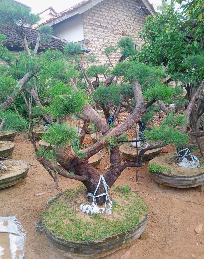 Bonsai Cemara Udang