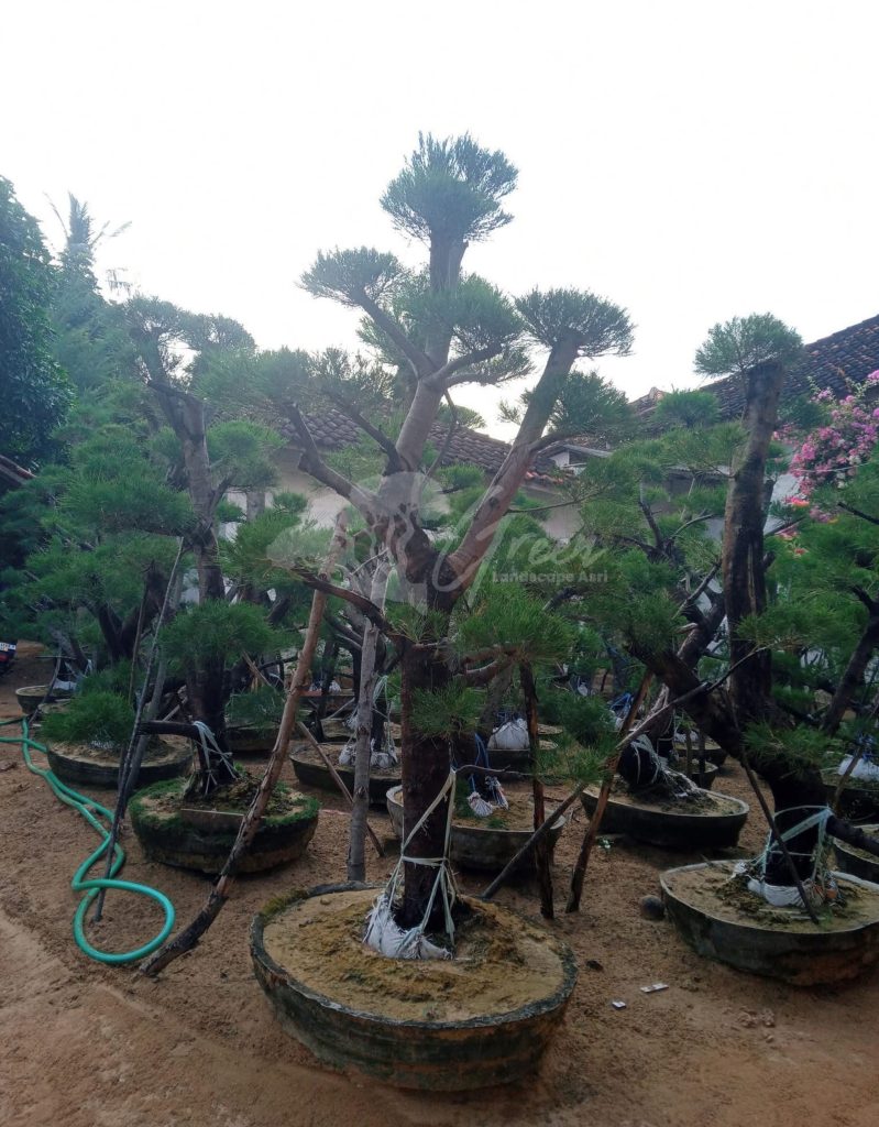 Bonsai Cemara Udang