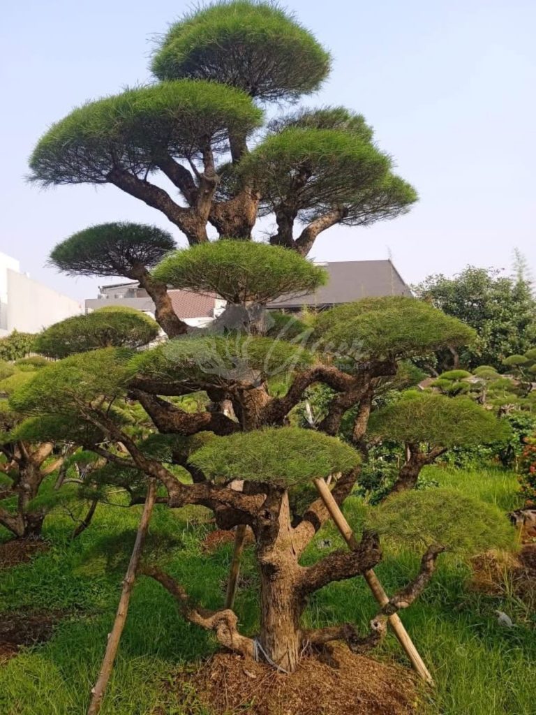 Bonsai Cemara Udang