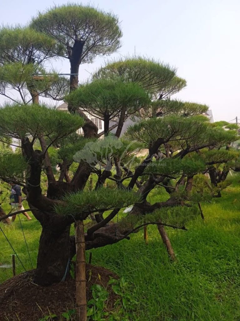 Bonsai Cemara Udang
