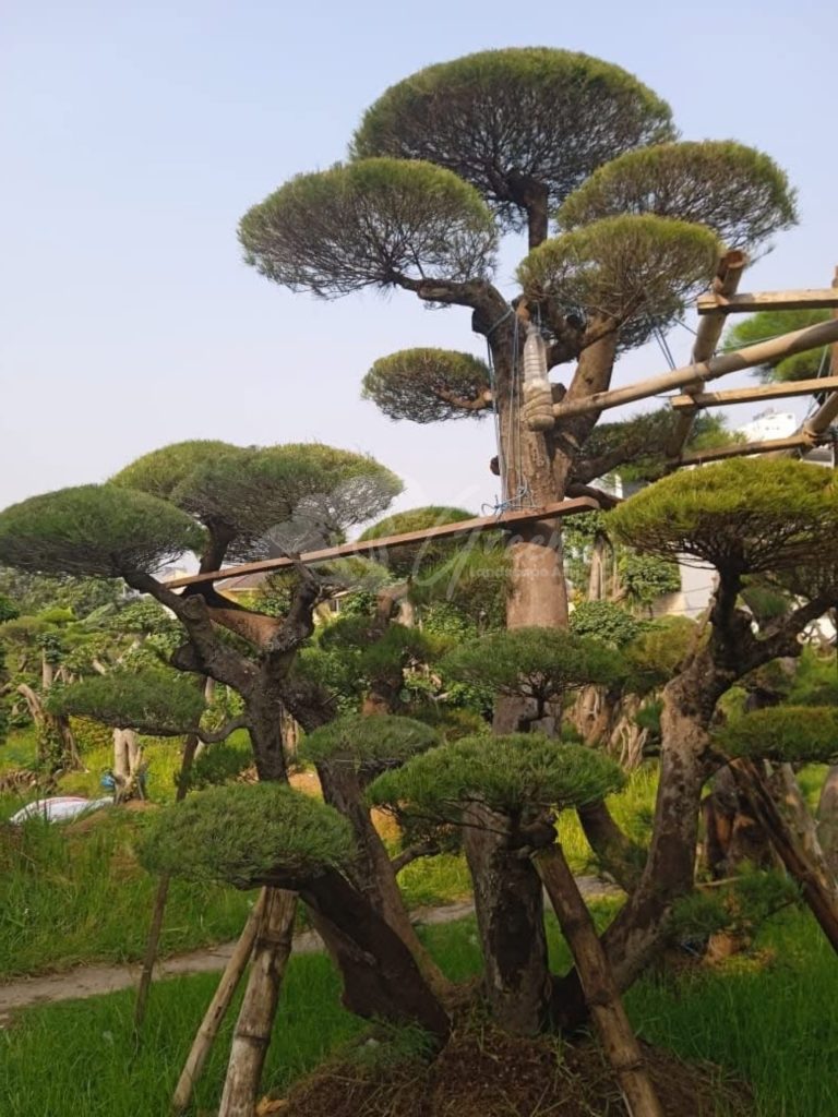 Bonsai Cemara Udang