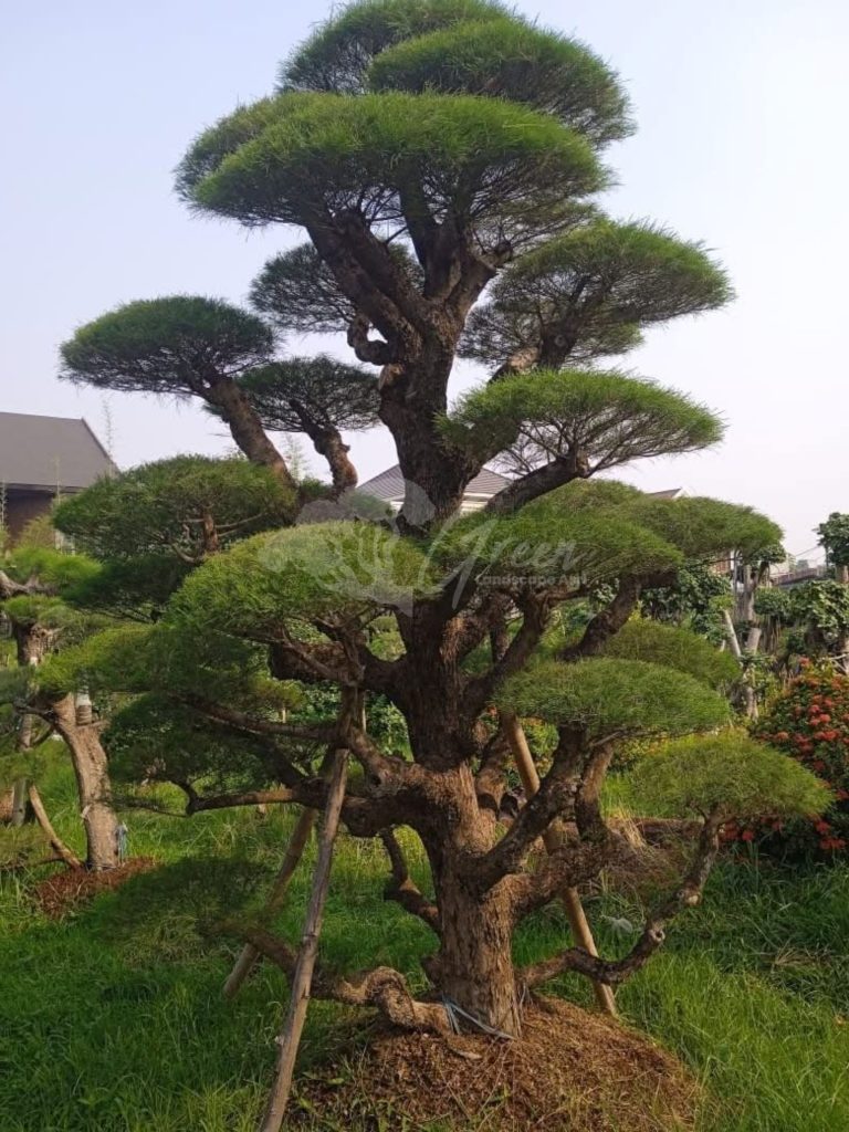 Bonsai Cemara Udang