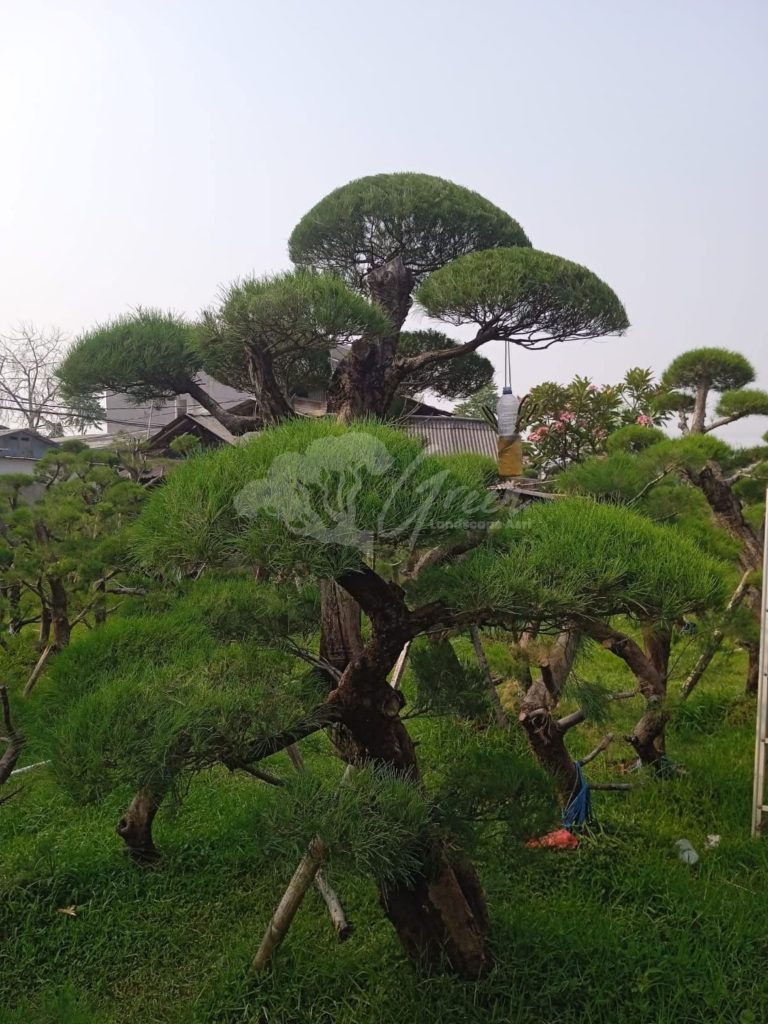 Bonsai Cemara Udang