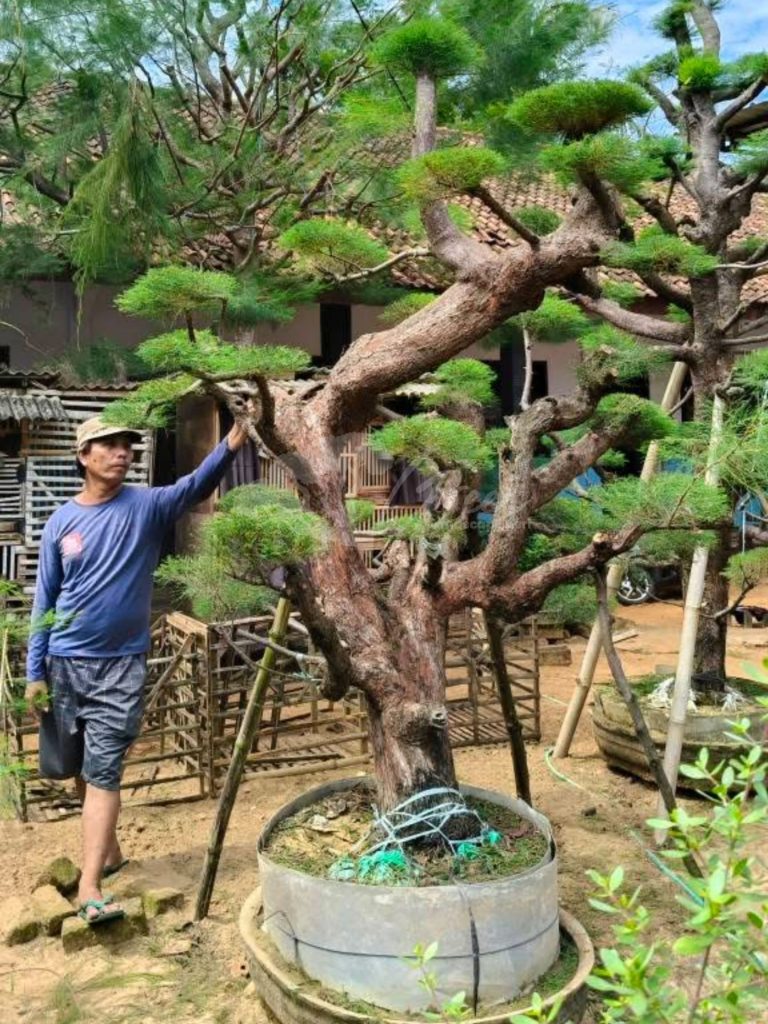 Bonsai Cemara Udang