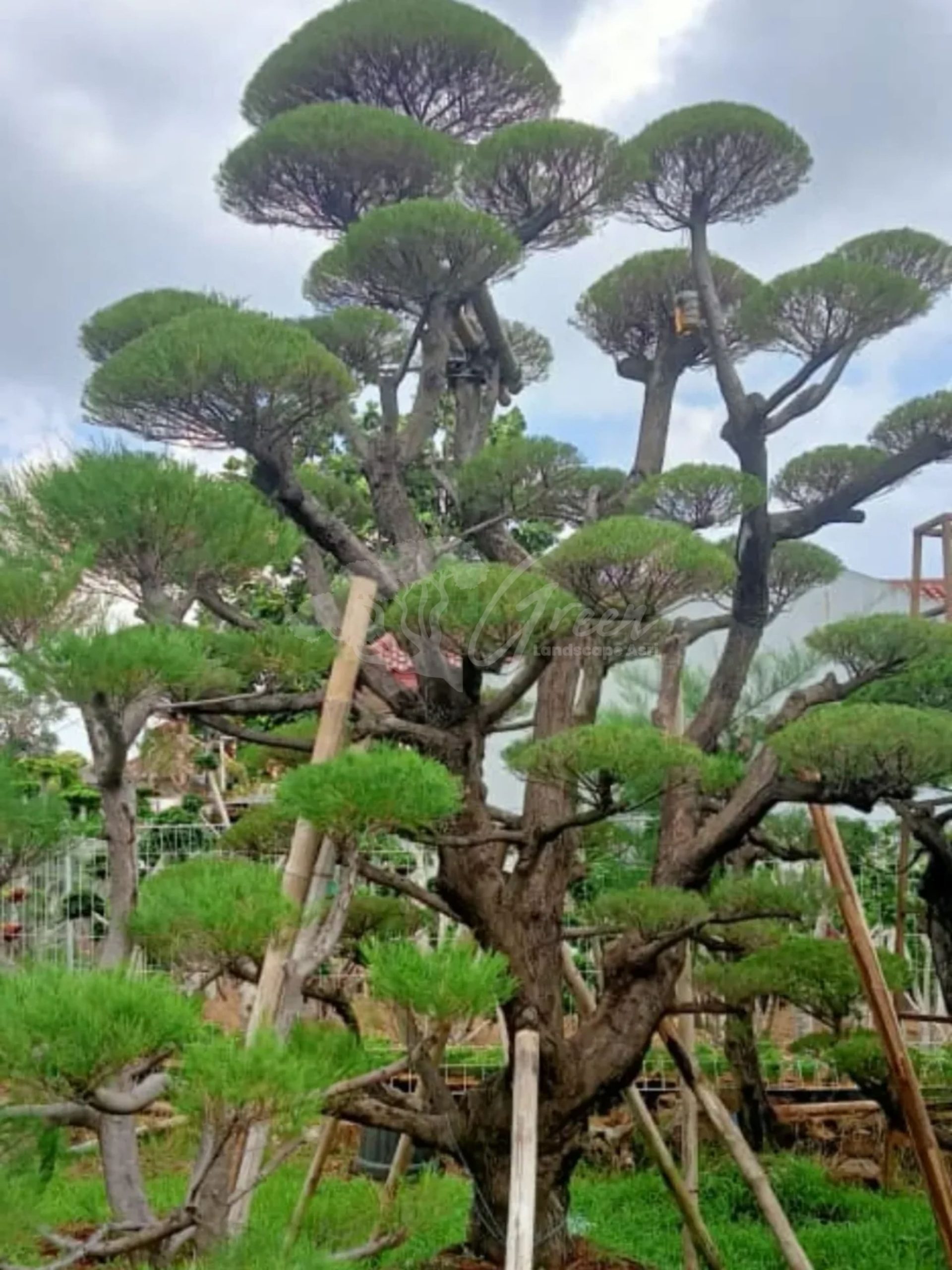Bonsai Cemara Udang