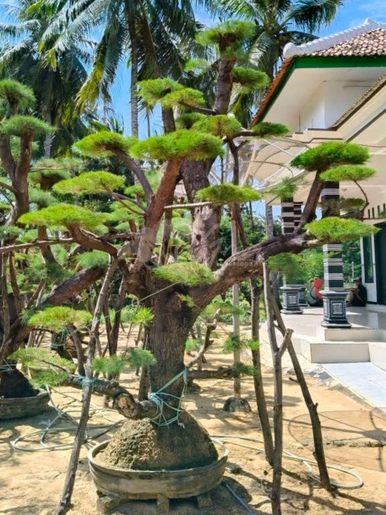 Bonsai Cemara Udang