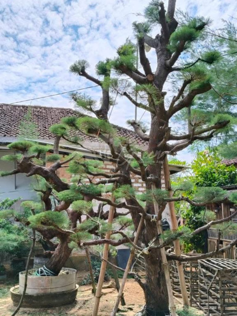 Bonsai Cemara Udang
