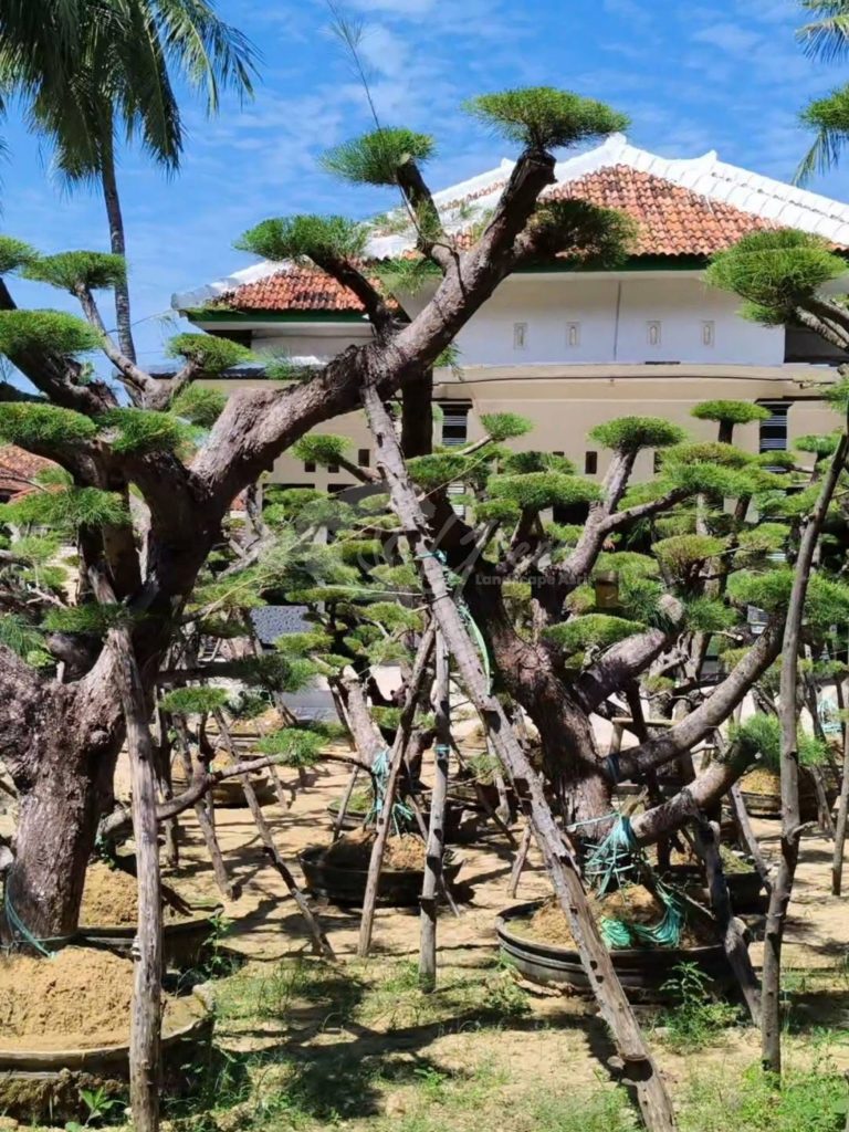 Bonsai Cemara Udang