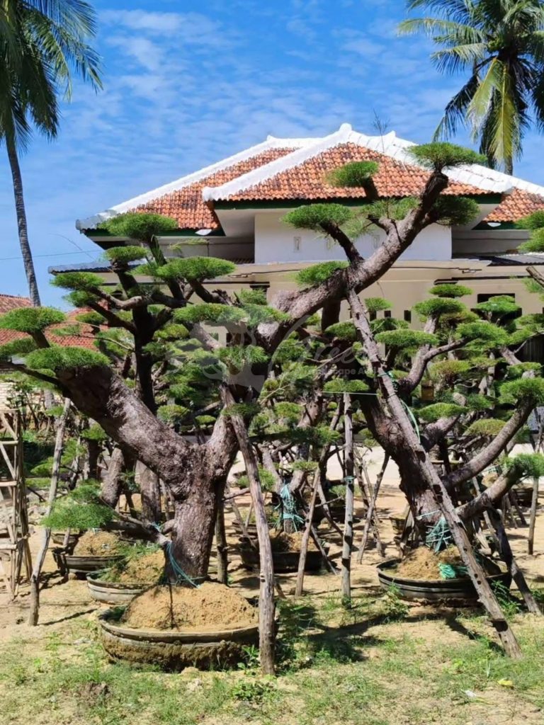 Bonsai Cemara Udang