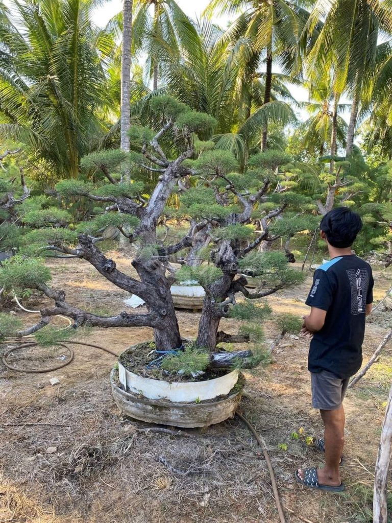 Bonsai Cemara Udang