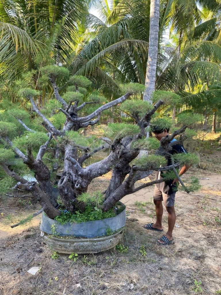 Bonsai Cemara Udang