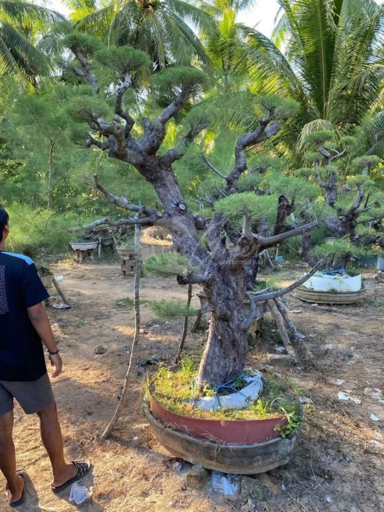 Bonsai Cemara Udang