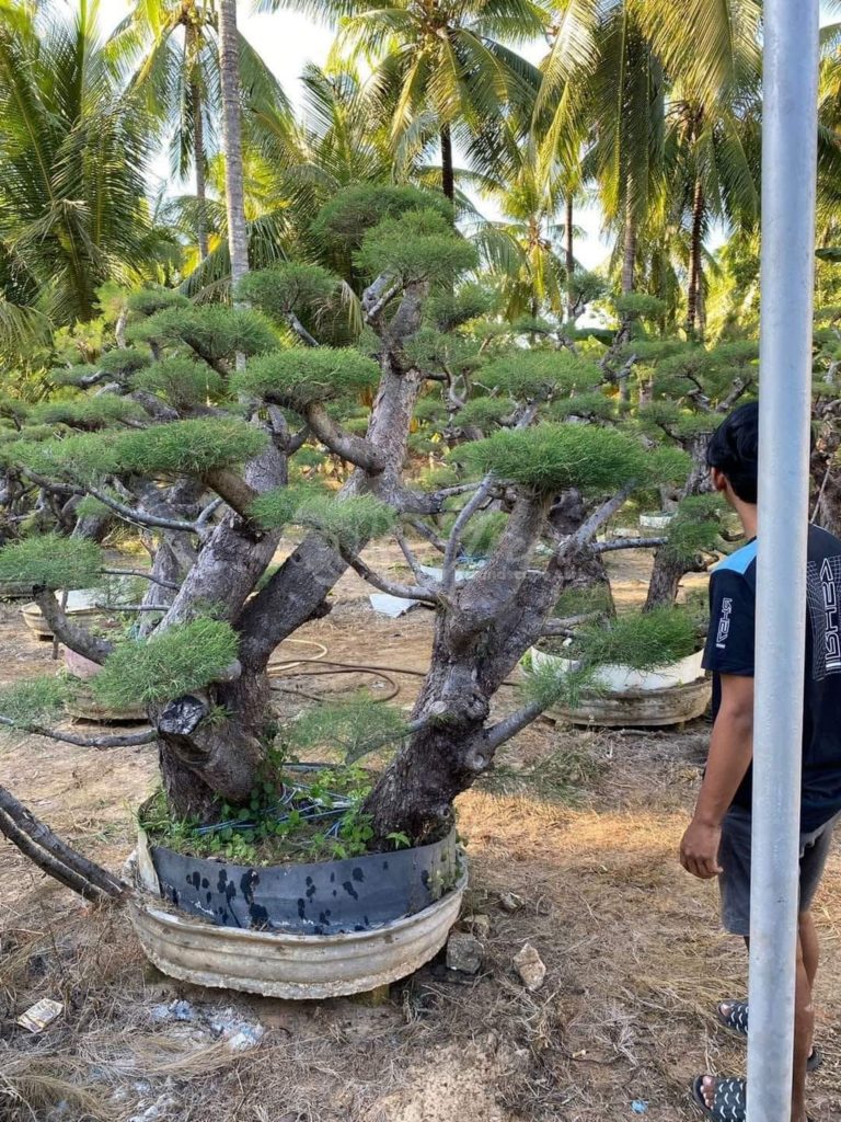Bonsai Cemara Udang