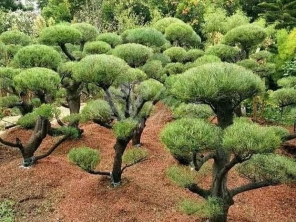 Bonsai Cemara Udang