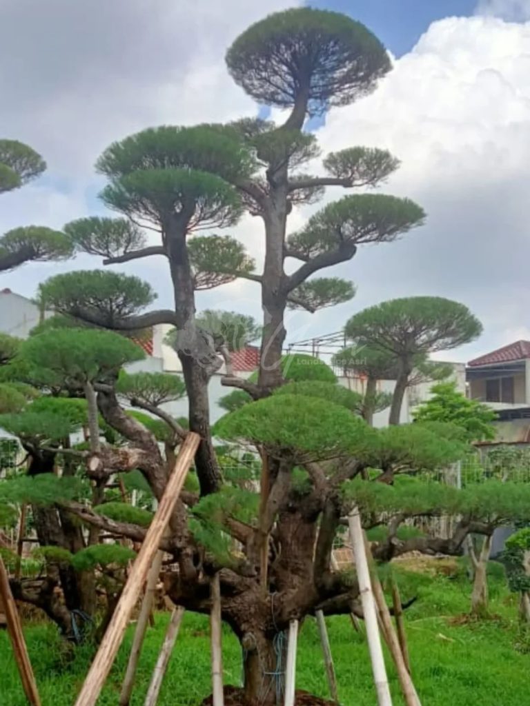 Bonsai Cemara Udang