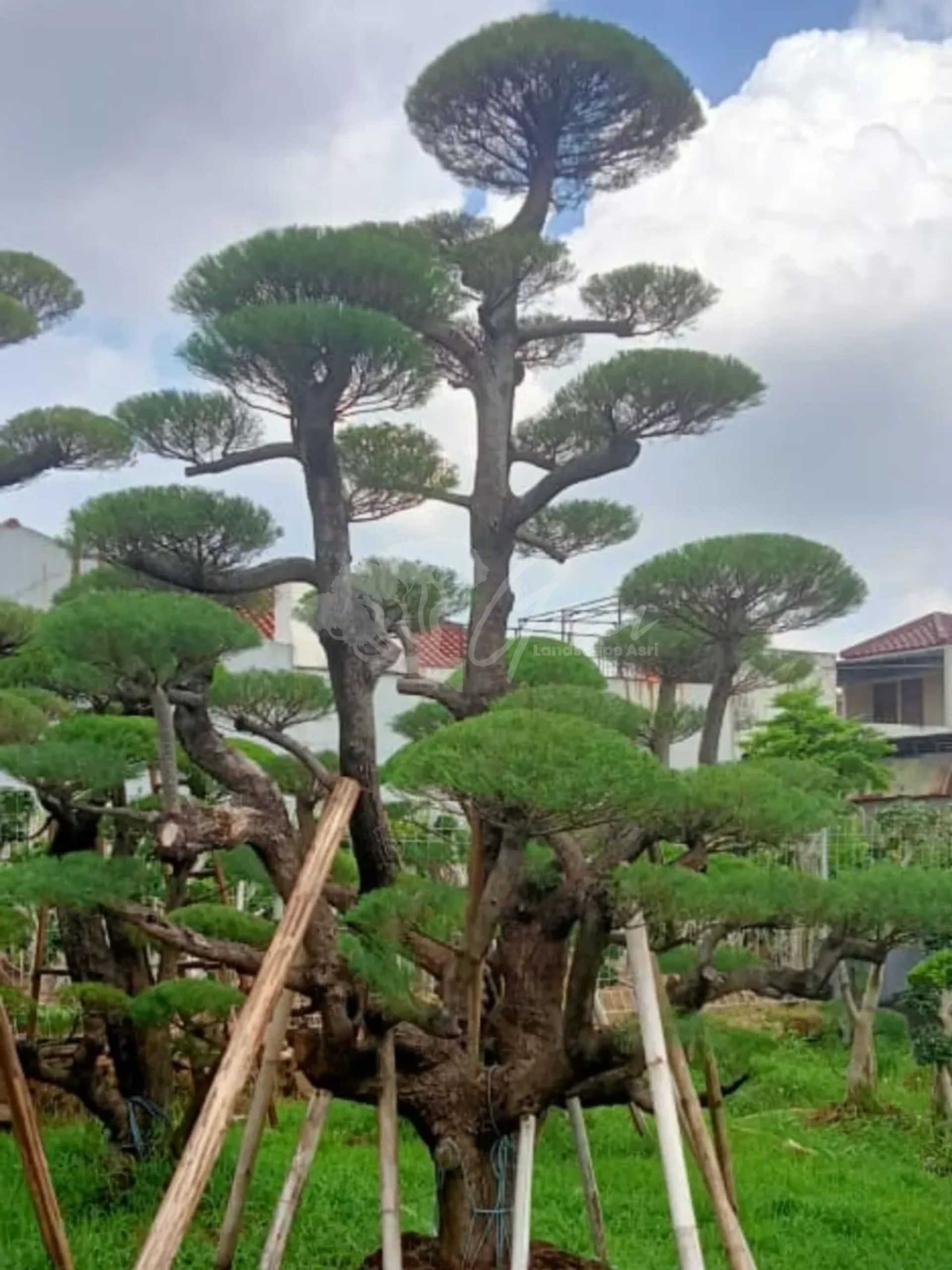 Bonsai Cemara Udang