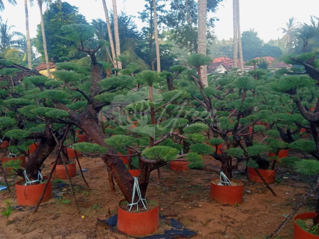 Bonsai Cemara Udang