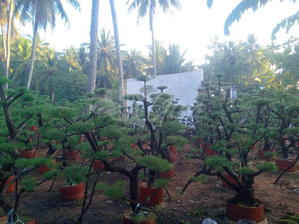 Bonsai Cemara Udang