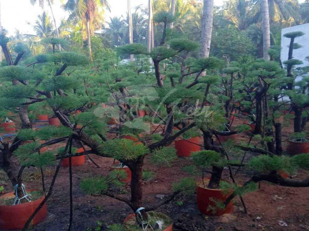 Bonsai Cemara Udang
