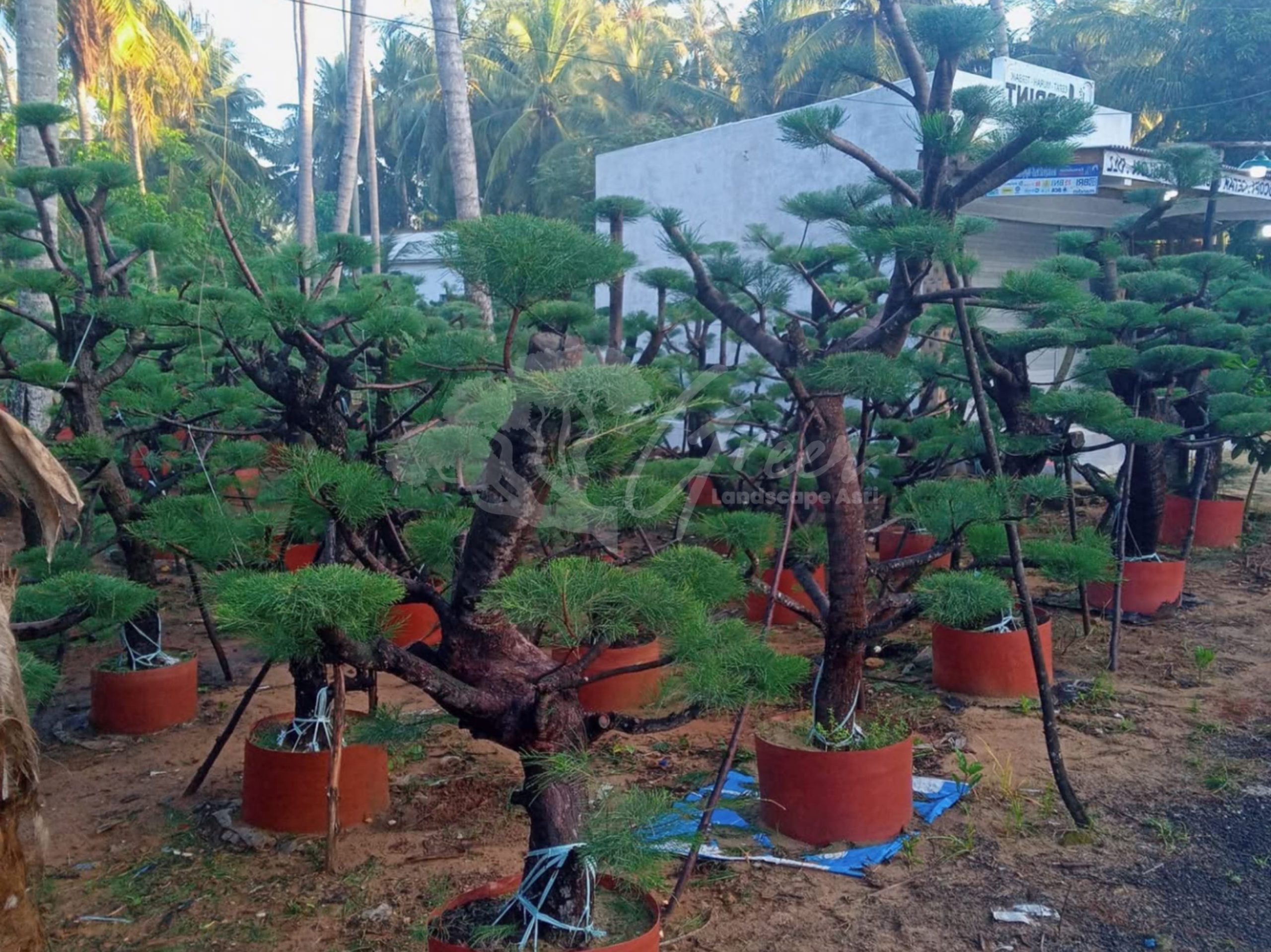 Bonsai Cemara Udang
