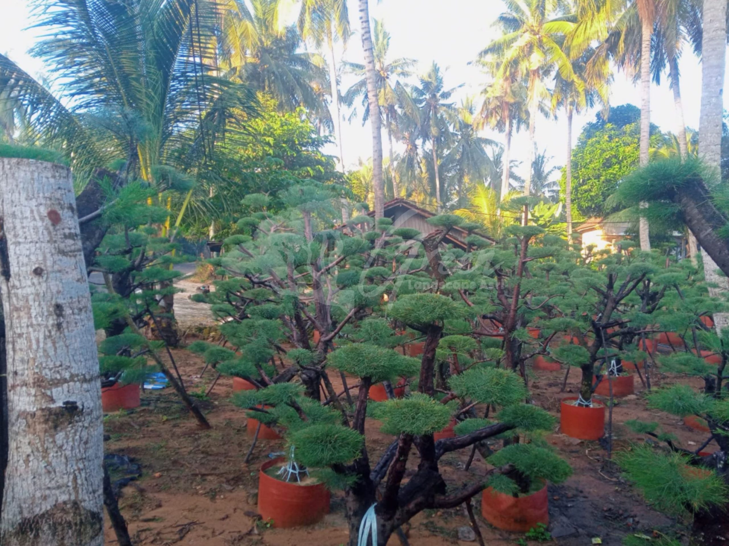 Bonsai Cemara Udang