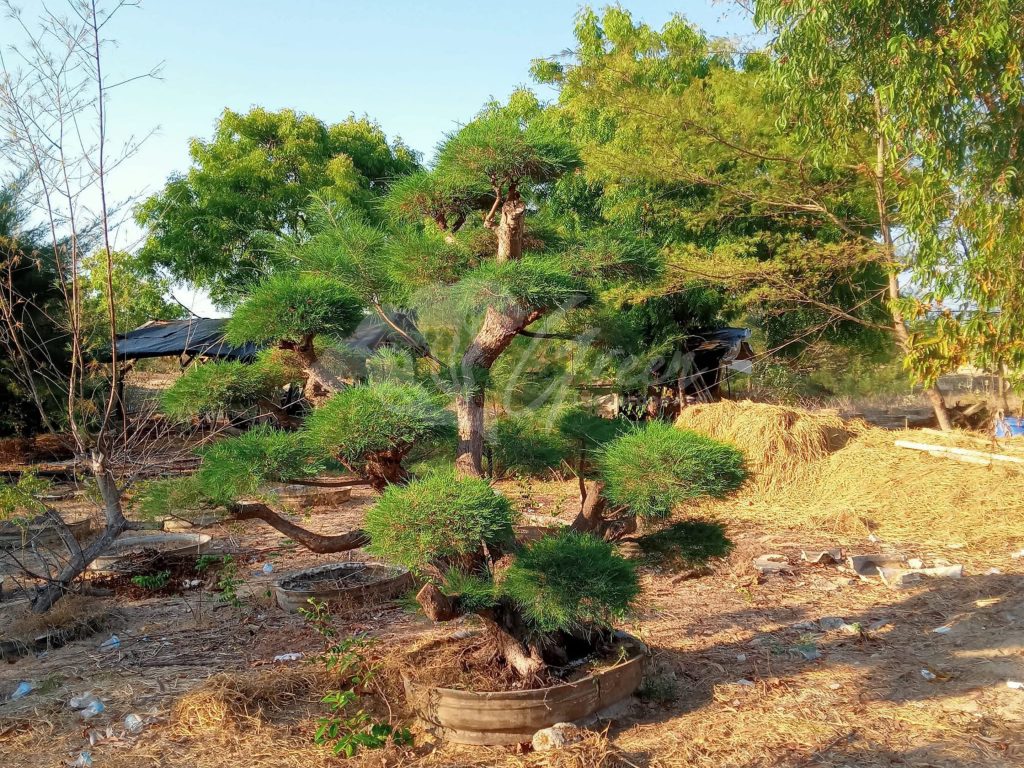 Bonsai Cemara Udang