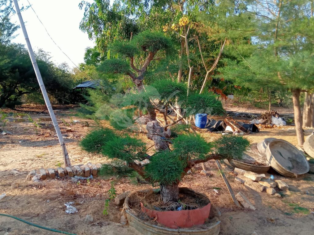 Bonsai Cemara Udang