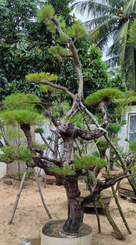 Bonsai Cemara Udang
