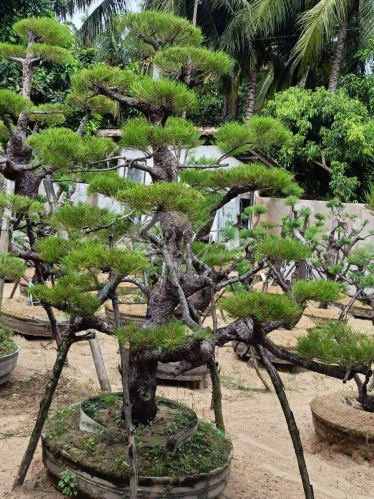 Bonsai Cemara Udang