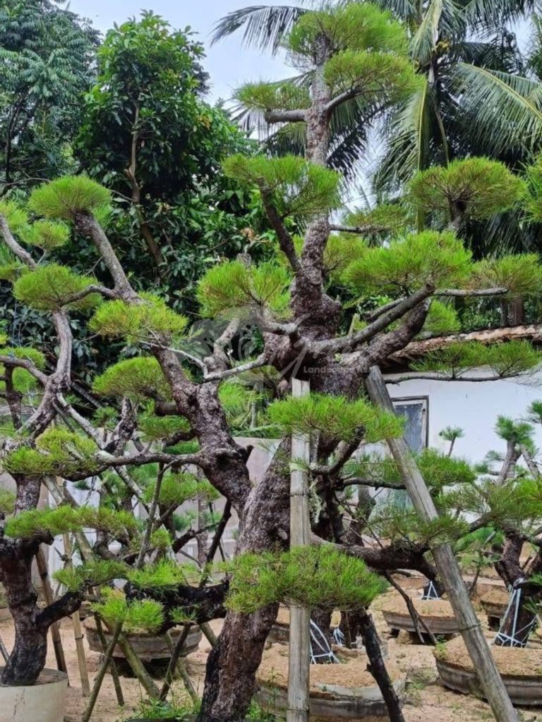 Bonsai Cemara Udang