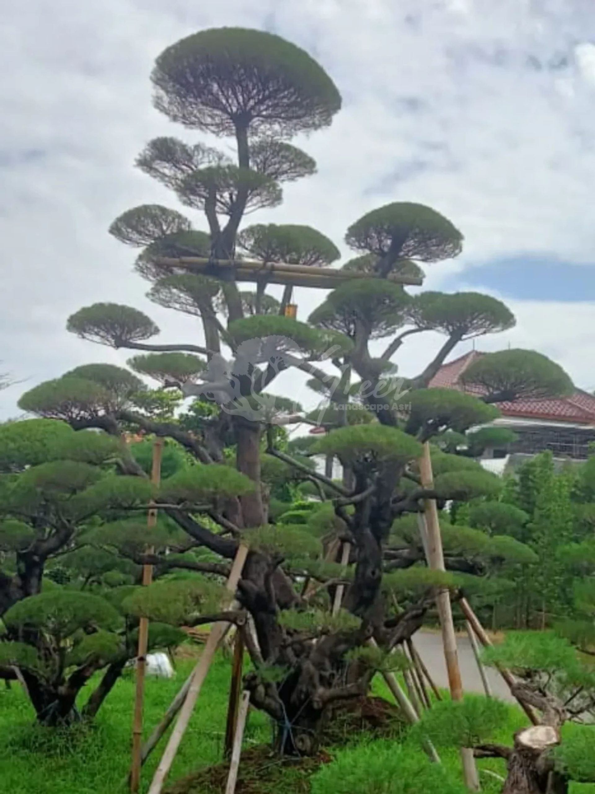 Bonsai Cemara Udang