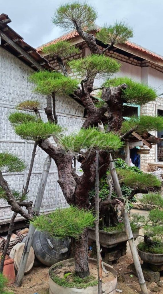 Bonsai Cemara Udang