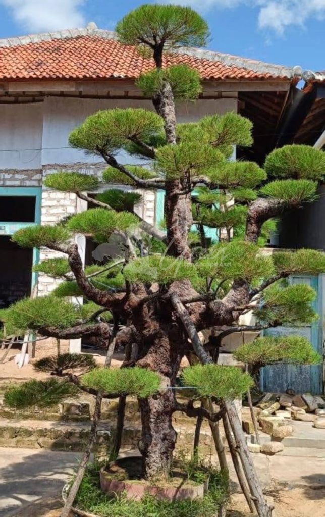 Bonsai Cemara Udang