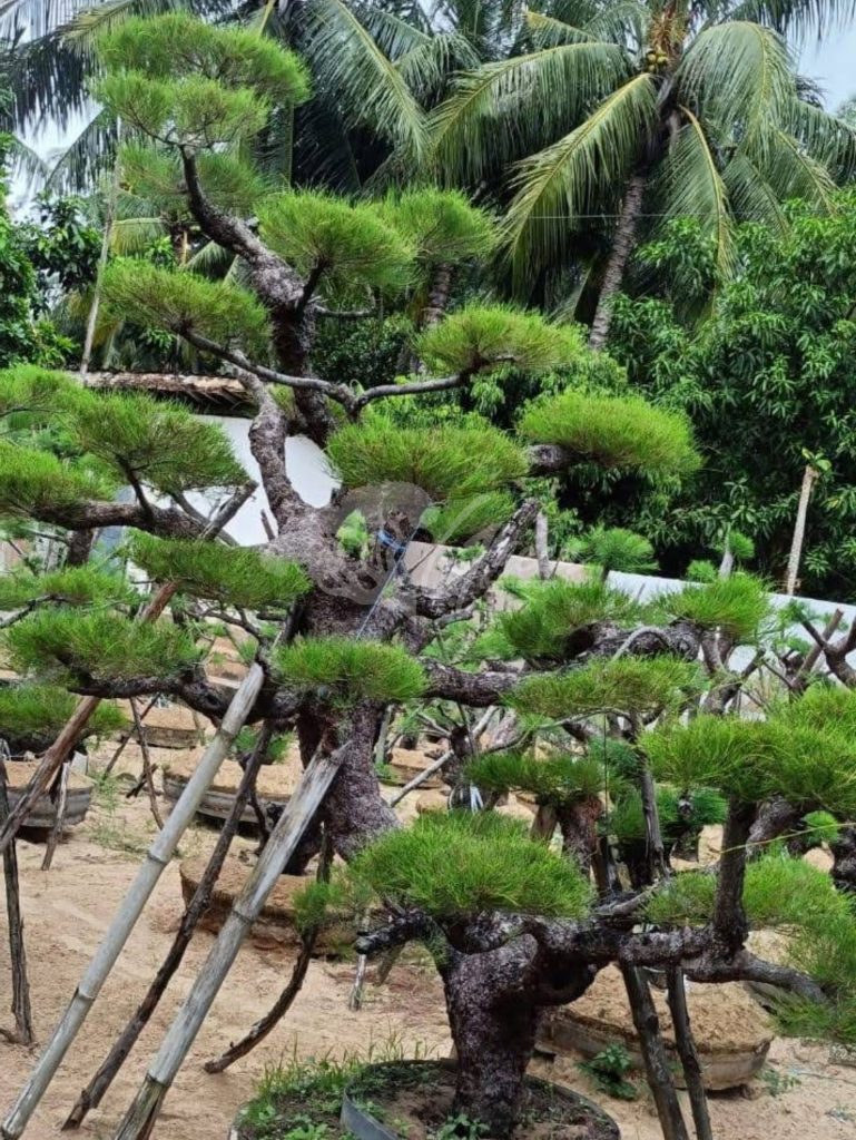 Bonsai Cemara Udang