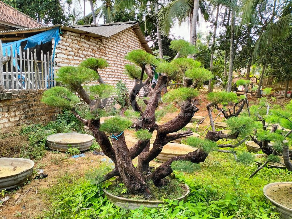 Bonsai Cemara Udang