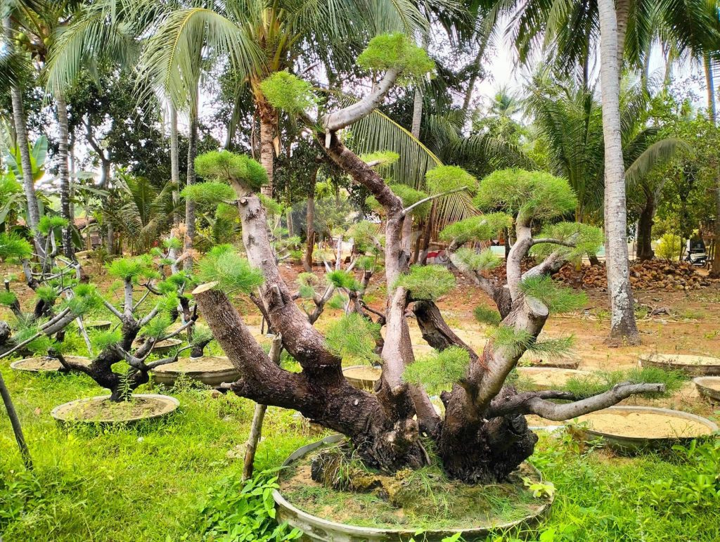 Bonsai Cemara Udang