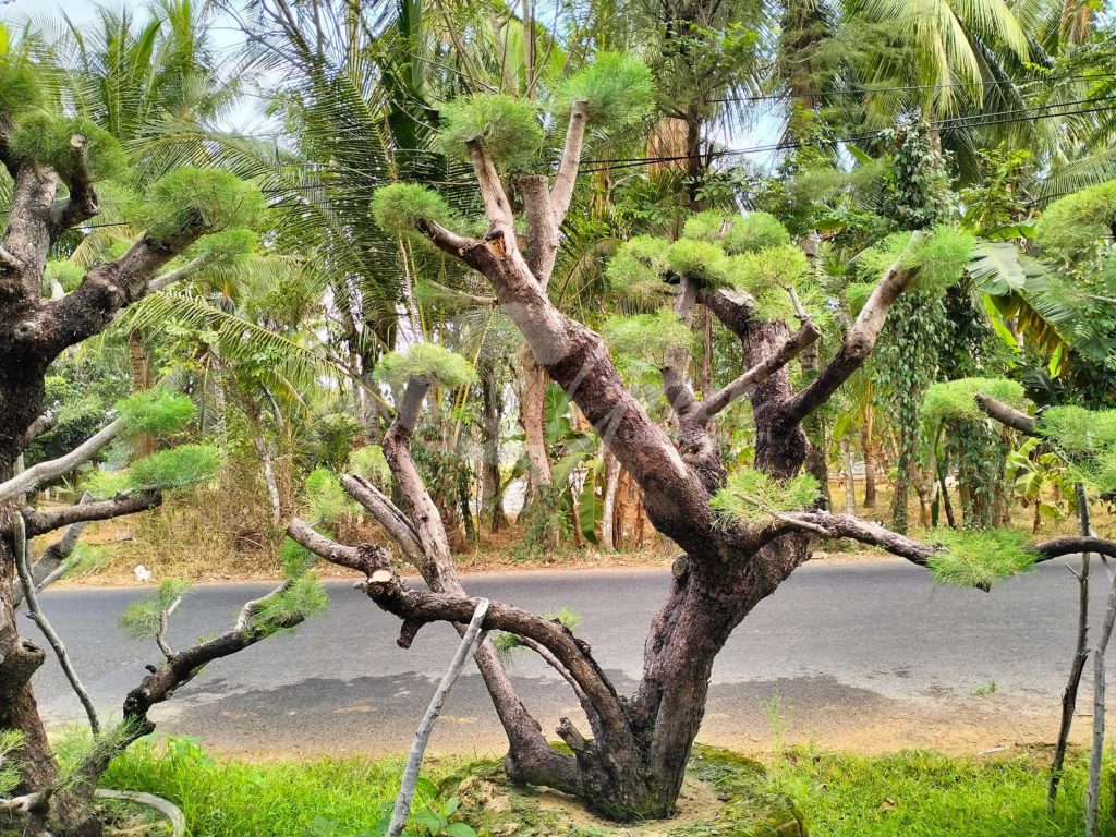 Bonsai Cemara Udang