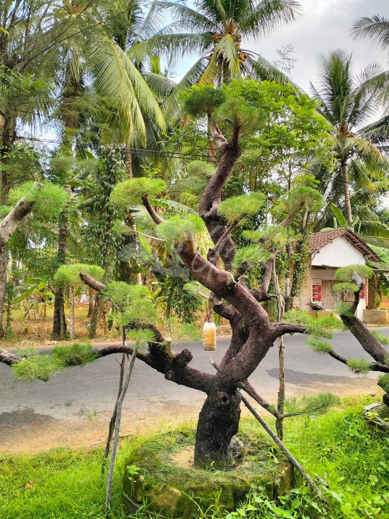 Bonsai Cemara Udang