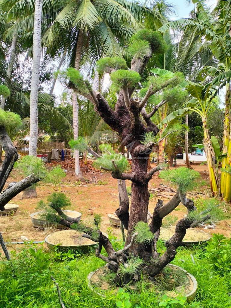 Bonsai Cemara Udang