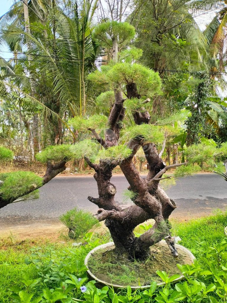 Bonsai Cemara Udang