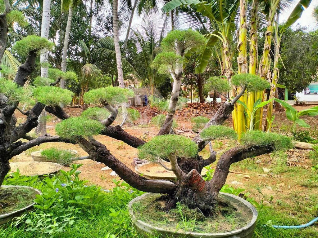 Bonsai Cemara Udang