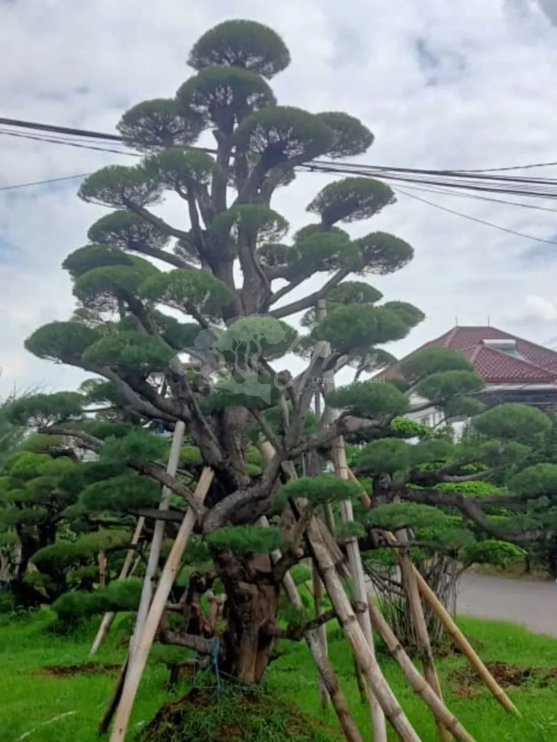 Bonsai Cemara Udang